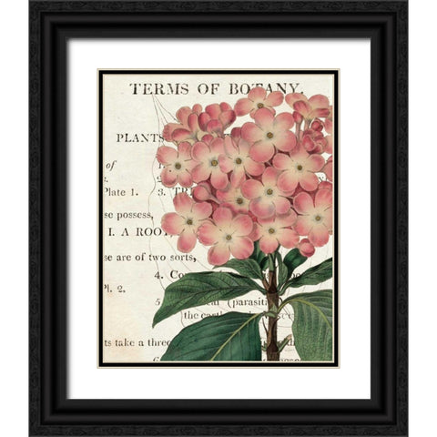 Bicolor Phlox Botany Black Ornate Wood Framed Art Print with Double Matting by Schlabach, Sue