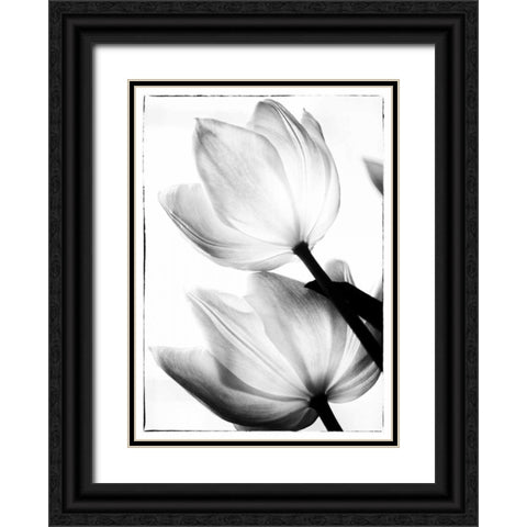Translucent Tulips II Black Ornate Wood Framed Art Print with Double Matting by Van Swearingen, Debra