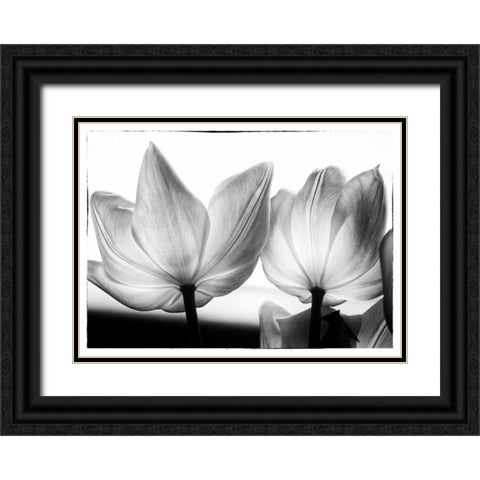 Translucent Tulips V Black Ornate Wood Framed Art Print with Double Matting by Van Swearingen, Debra