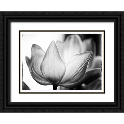 Translucent Tulips VI Black Ornate Wood Framed Art Print with Double Matting by Van Swearingen, Debra
