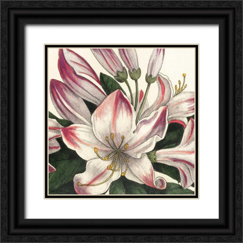 Botanique Square II Black Ornate Wood Framed Art Print with Double Matting by Wild Apple Portfolio