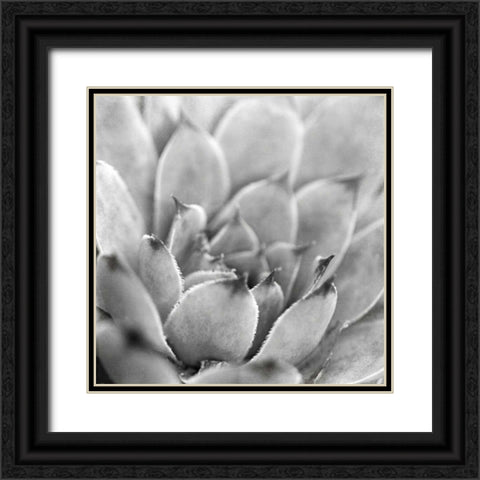 Garden Succulent I Black Ornate Wood Framed Art Print with Double Matting by Marshall, Laura