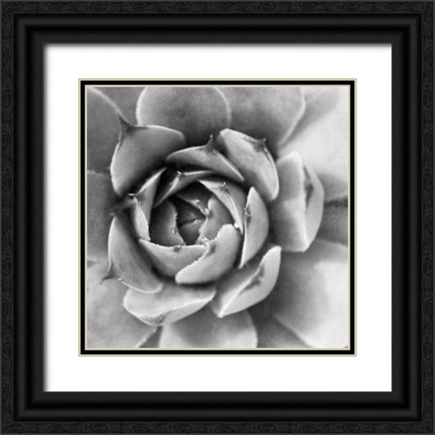 Garden Succulent II Black Ornate Wood Framed Art Print with Double Matting by Marshall, Laura