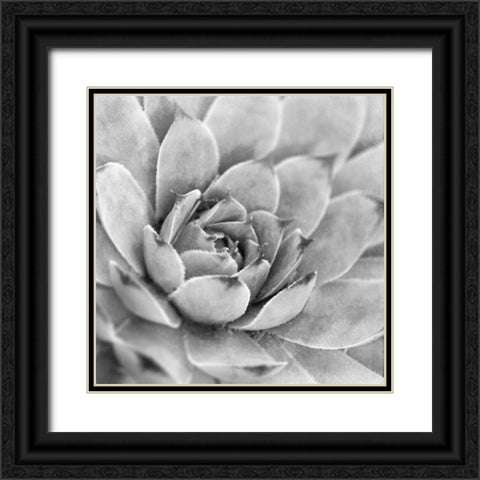 Garden Succulent IV Black Ornate Wood Framed Art Print with Double Matting by Marshall, Laura