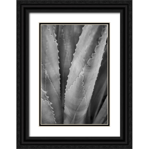 Abstract Agava I Black Ornate Wood Framed Art Print with Double Matting by Urquhart, Elizabeth