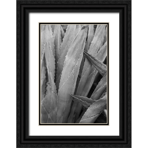 Abstract Agava II Black Ornate Wood Framed Art Print with Double Matting by Urquhart, Elizabeth