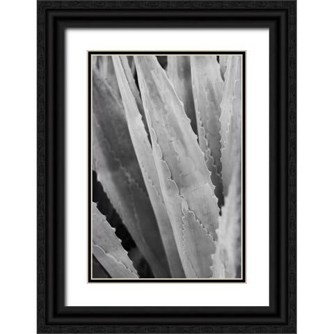 Abstract Agava IV Black Ornate Wood Framed Art Print with Double Matting by Urquhart, Elizabeth