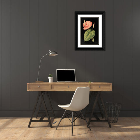 Anthurium Ferrierense on Black Black Ornate Wood Framed Art Print with Double Matting by Wild Apple Portfolio