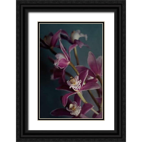 Dark Orchid IV v.2 Black Ornate Wood Framed Art Print with Double Matting by Urquhart, Elizabeth
