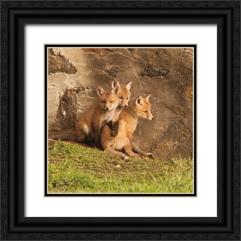 Fox Cubs III Black Ornate Wood Framed Art Print with Double Matting by Aledanda