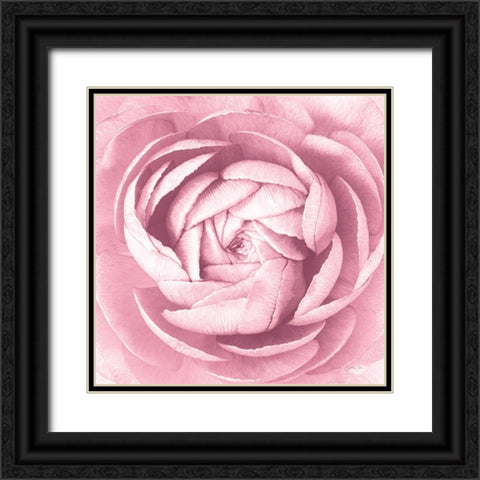 Pale Pink Ranunculus Crop Black Ornate Wood Framed Art Print with Double Matting by Catterall, Elise
