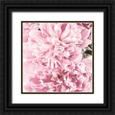 Pale Pink Peony Cluster Black Ornate Wood Framed Art Print with Double Matting by Catterall, Elise