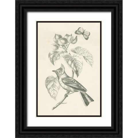 French Bird Drawing Black Ornate Wood Framed Art Print with Double Matting by Wild Apple Portfolio