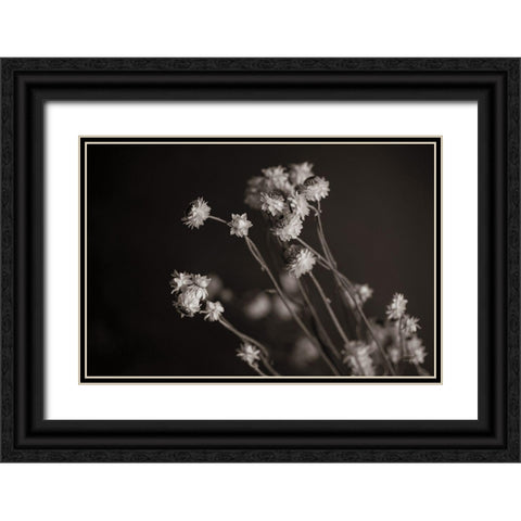Daisy Study Black Ornate Wood Framed Art Print with Double Matting by Larson, Nathan