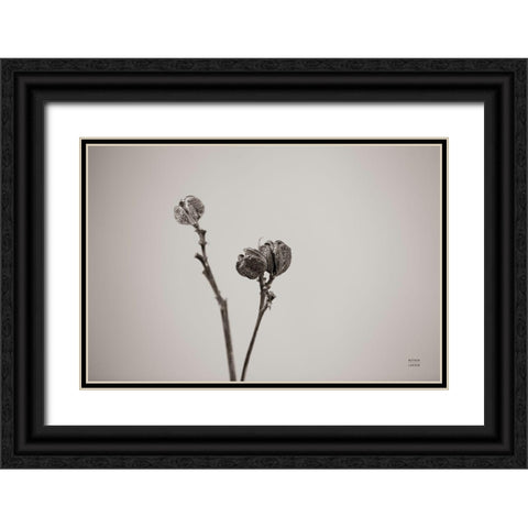 Daylily Pod Study Black Ornate Wood Framed Art Print with Double Matting by Larson, Nathan