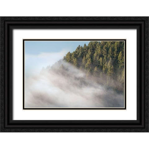 Fog and Forest I Black Ornate Wood Framed Art Print with Double Matting by Majchrowicz, Alan
