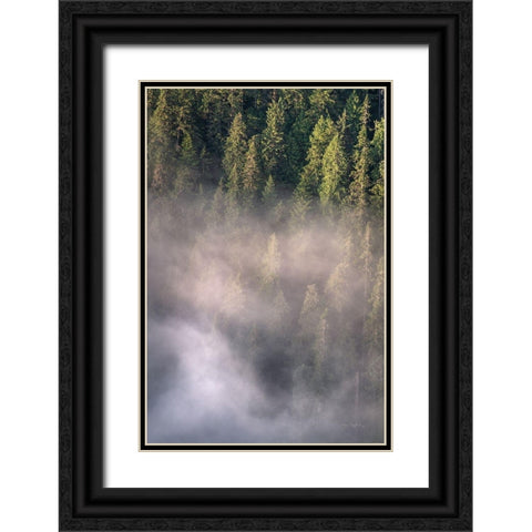 Fog and Forest II Black Ornate Wood Framed Art Print with Double Matting by Majchrowicz, Alan