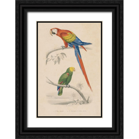 Parrot Study Black Ornate Wood Framed Art Print with Double Matting by Wild Apple Portfolio