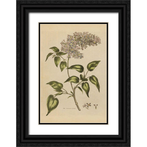 Herbal Botanical I Crop II Black Ornate Wood Framed Art Print with Double Matting by Wild Apple Portfolio