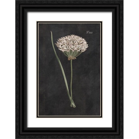 Allium I on Black Black Ornate Wood Framed Art Print with Double Matting by Wild Apple Portfolio
