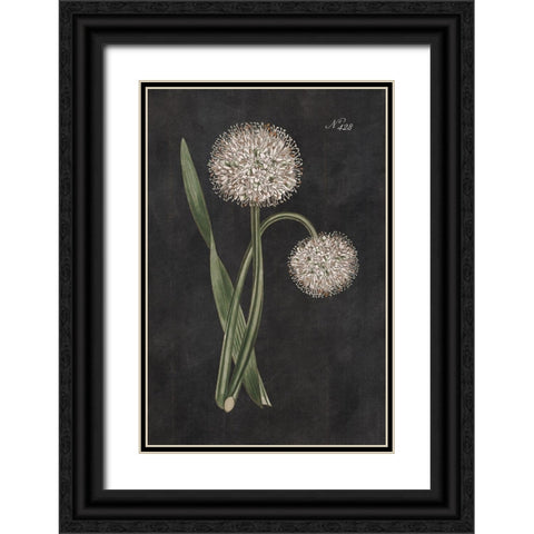 Allium II on Black Black Ornate Wood Framed Art Print with Double Matting by Wild Apple Portfolio