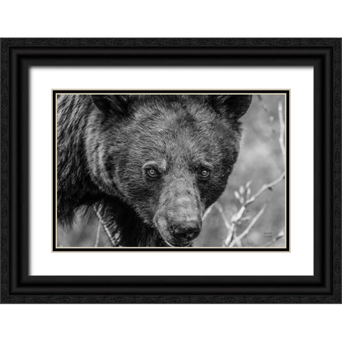 Bear Portrait BW Black Ornate Wood Framed Art Print with Double Matting by Larson, Nathan