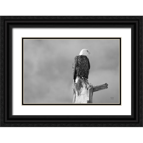 Eagle Perch BW Black Ornate Wood Framed Art Print with Double Matting by Larson, Nathan