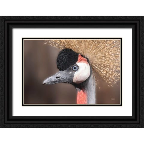 African Crowned Crane Black Ornate Wood Framed Art Print with Double Matting by Larson, Nathan