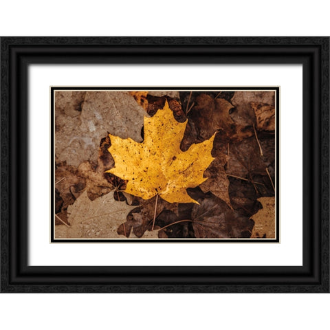 Fall Rains II Black Ornate Wood Framed Art Print with Double Matting by Larson, Nathan