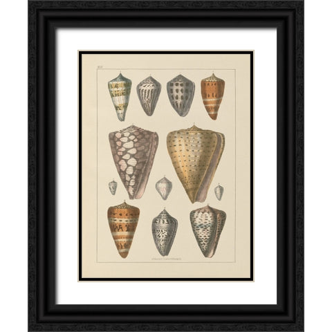 Shell Assorment II v2 Black Ornate Wood Framed Art Print with Double Matting by Wild Apple Portfolio