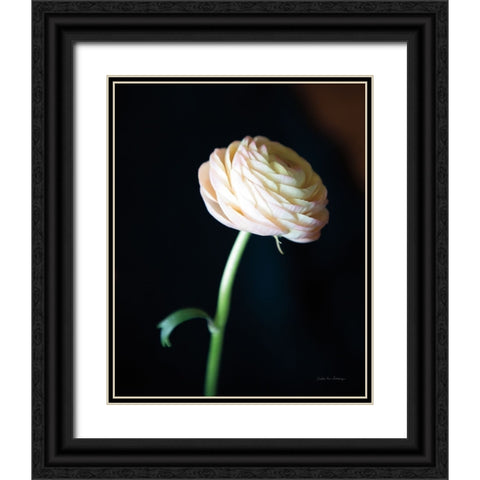 Single Ranunculus I Black Ornate Wood Framed Art Print with Double Matting by Van Swearingen, Debra