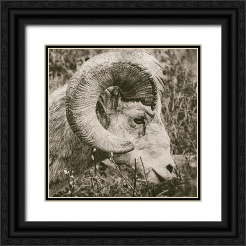 Big Horn Black Ornate Wood Framed Art Print with Double Matting by Larson, Nathan