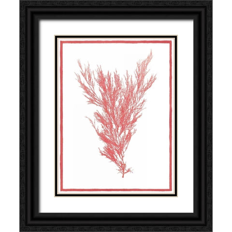 Sea Things II Black Ornate Wood Framed Art Print with Double Matting by Chilton, Sarah E