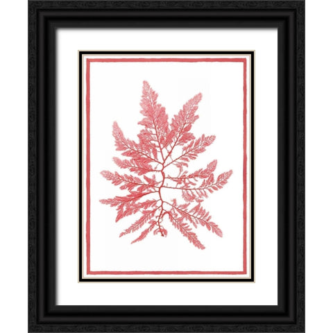 Sea Things III Black Ornate Wood Framed Art Print with Double Matting by Chilton, Sarah E