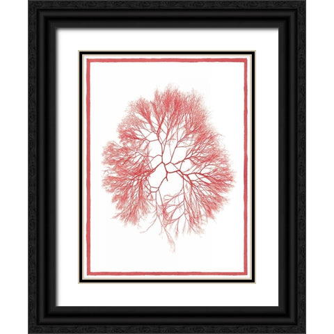 Sea Things IV Black Ornate Wood Framed Art Print with Double Matting by Chilton, Sarah E