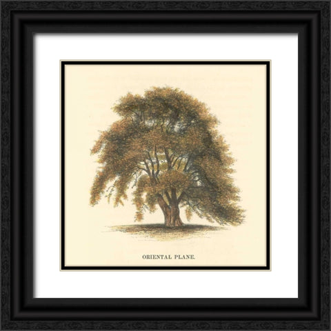 Oriental Plane Black Ornate Wood Framed Art Print with Double Matting by Williams, Samuel