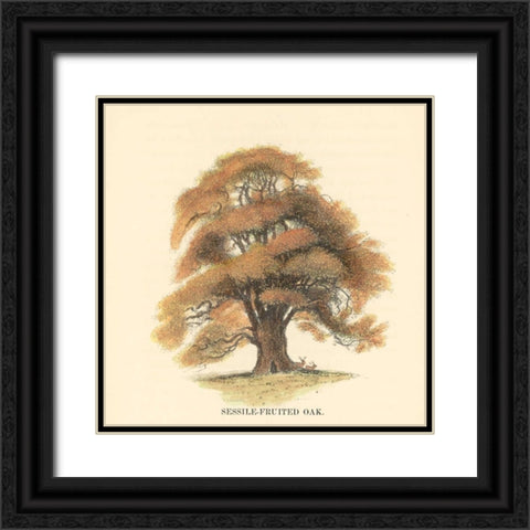 Sessile-Fruited Oak Black Ornate Wood Framed Art Print with Double Matting by Williams, Samuel