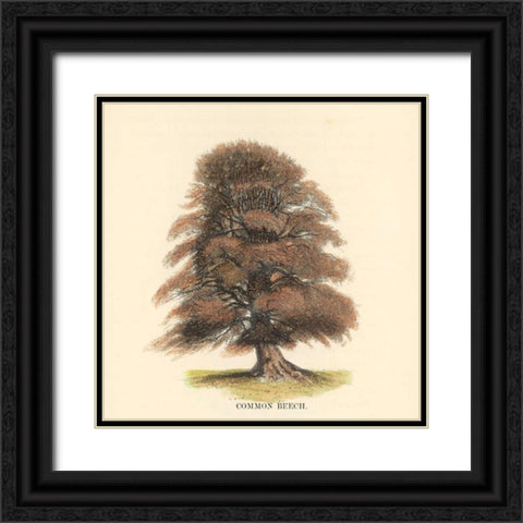 Common Beech Black Ornate Wood Framed Art Print with Double Matting by Williams, Samuel