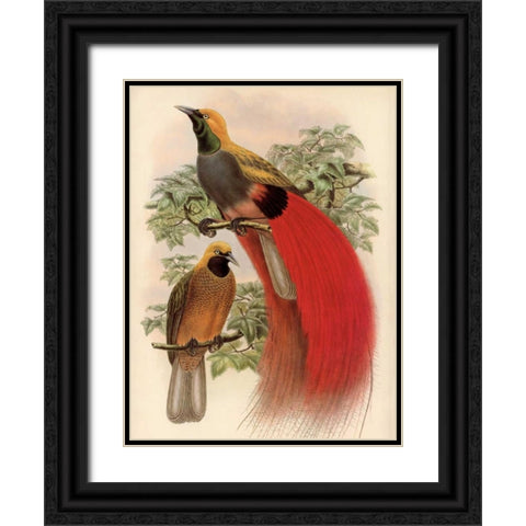 Scarlet Bird of Paradise Black Ornate Wood Framed Art Print with Double Matting by Reynolds, Alastair