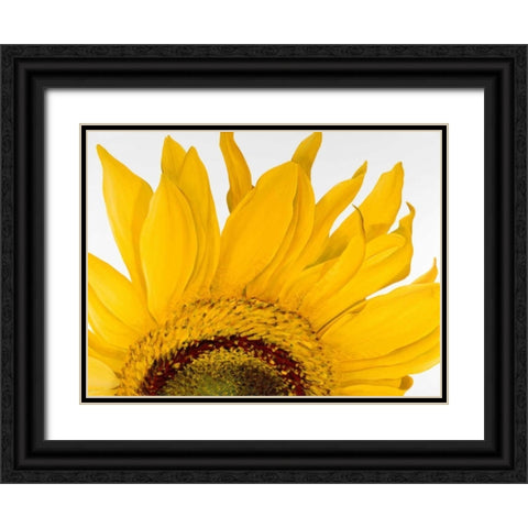 Sunflower I Black Ornate Wood Framed Art Print with Double Matting by Poelstra-Holzhaus, Yvonne