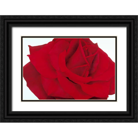 Red Rose Black Ornate Wood Framed Art Print with Double Matting by Poelstra-Holzhaus, Yvonne