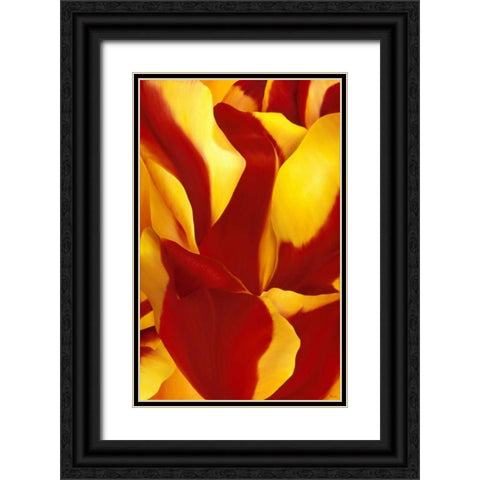 Magnificant Flower II Black Ornate Wood Framed Art Print with Double Matting by Poelstra-Holzhaus, Yvonne
