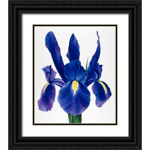 Purple floral I Black Ornate Wood Framed Art Print with Double Matting by Poelstra-Holzhaus, Yvonne