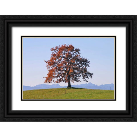 Der Baum Black Ornate Wood Framed Art Print with Double Matting by Rossmeissl, Gerhard