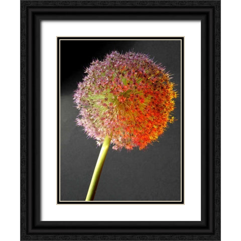 Naturform 2 Black Ornate Wood Framed Art Print with Double Matting by Weissing, Gerd