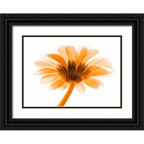 Lichtbote I Black Ornate Wood Framed Art Print with Double Matting by Riedt, Kirsten