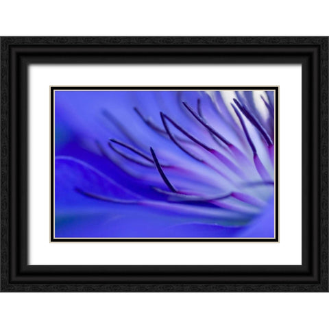 Blue arms Black Ornate Wood Framed Art Print with Double Matting by Riedt, Kirsten