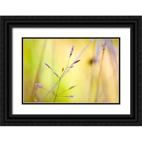 Wild summer II Black Ornate Wood Framed Art Print with Double Matting by Riedt, Kirsten