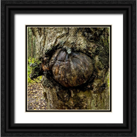 Burl 2 Black Ornate Wood Framed Art Print with Double Matting by Stalowy, John