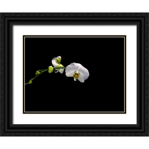 Cattileya Orchid Black Ornate Wood Framed Art Print with Double Matting by Stalowy, John